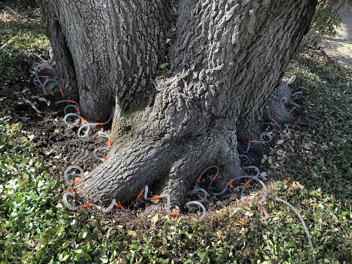 Detailed Tree Cabling and Bracing job site in Sargents